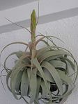 TILLANDSIA : XEROGRAPHICA